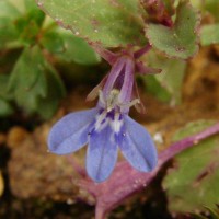 Lobelia heyneana Schult.